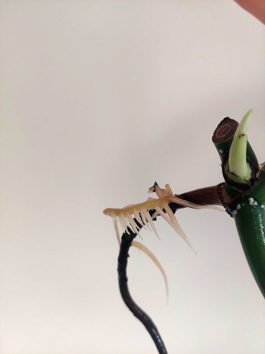 Monstera Albo variegata- F