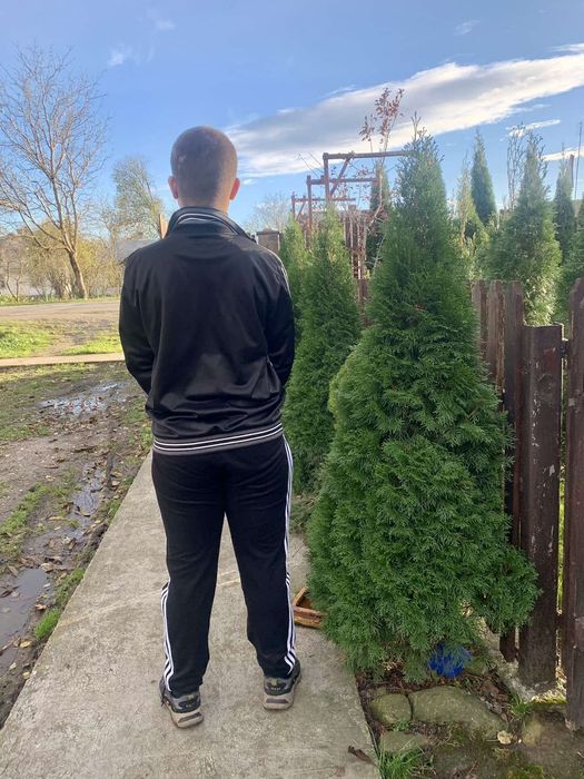 Продам туя смарагд