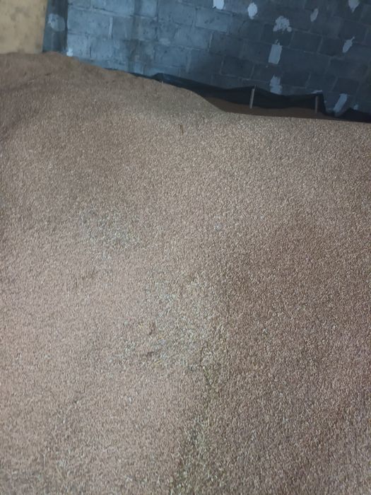 Przenica jara - na sprzedaż