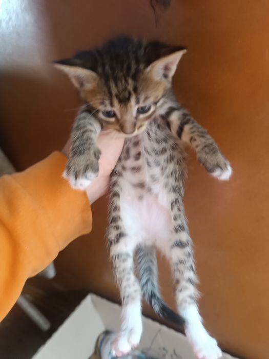 БЕСПЛАТНО отдам котят в хорошие руки