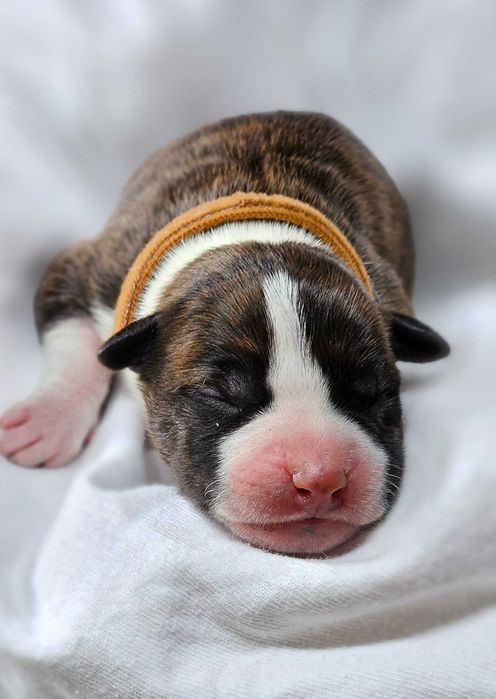 Amstaff doskonały rodowód i socjal