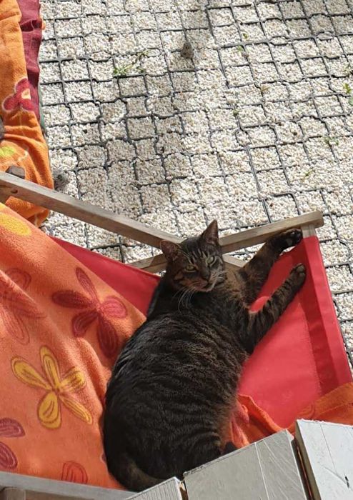 Portos – piękny burasek do adopcji