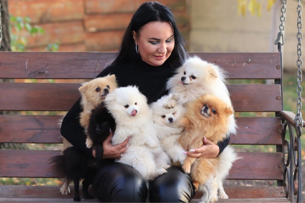 Шпицы померанці і німецькі дівчата і хлопці