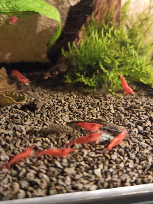 Krewetki Red Cherry 10szt