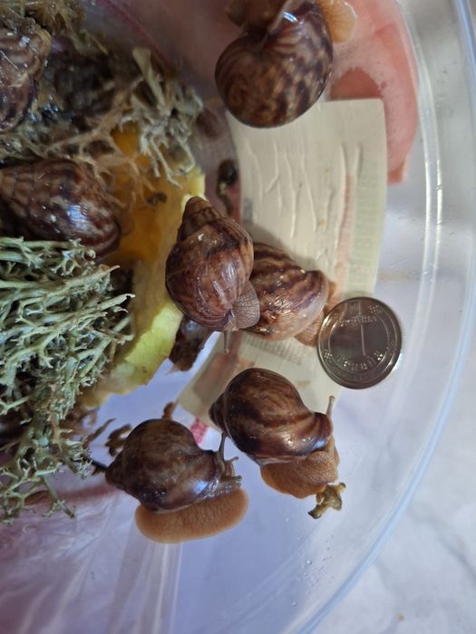 Віддаю Ахатин равликів