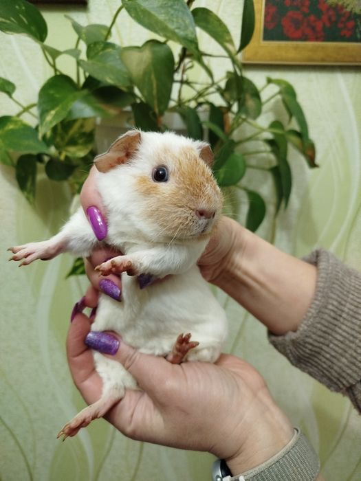 Свинка-Американський Тедді