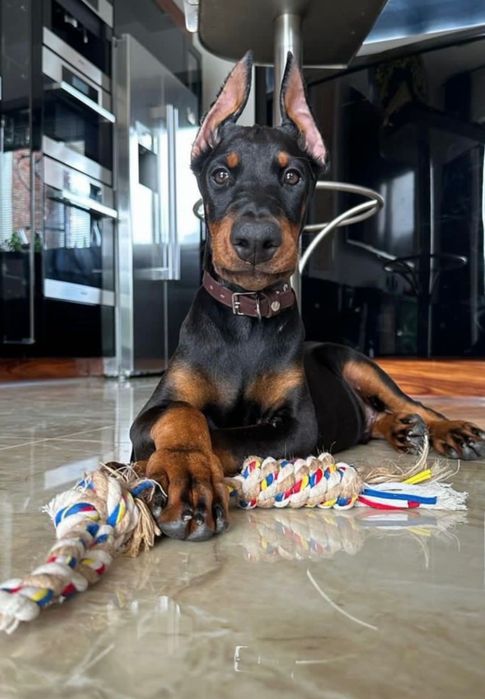 Doberman szczeniak do rezerwacji