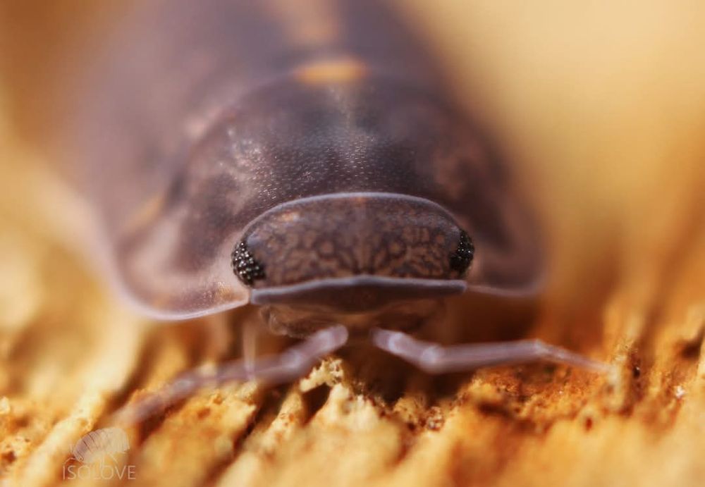 Cubaris sp. "platin tung song", równonogi, kulanki, isopoda