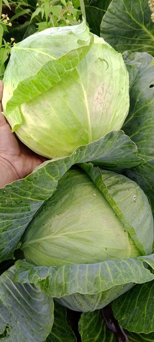 Продам квашену капусту вирощену та перероблену у власному господарстві