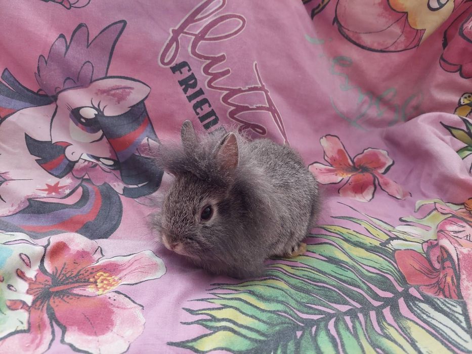 Декоративний кролик