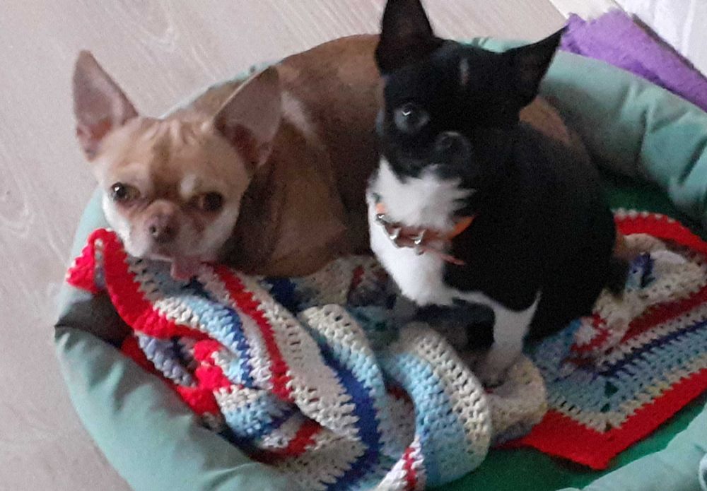 В'язка чихуахуа. Хлопчик чекає на побачення.