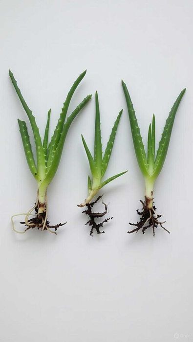 Sadzonki aloesu leczniczego (Aloe vera) – prywatna sprzedaż