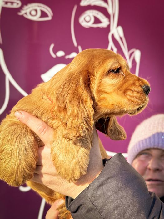 Продаются щенки Английского Кокер Спаниеля