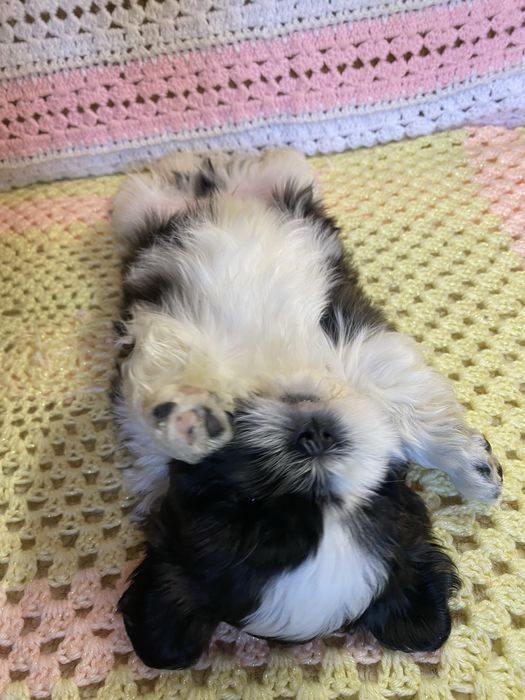 Цуценята ши тцу з документами КСУ