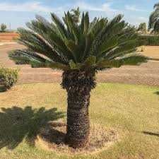 Vendo sementes de Cica