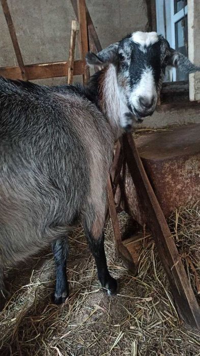 козочка 1рік і 2 міс покрита 6л козлом, окот в останні дні лютого