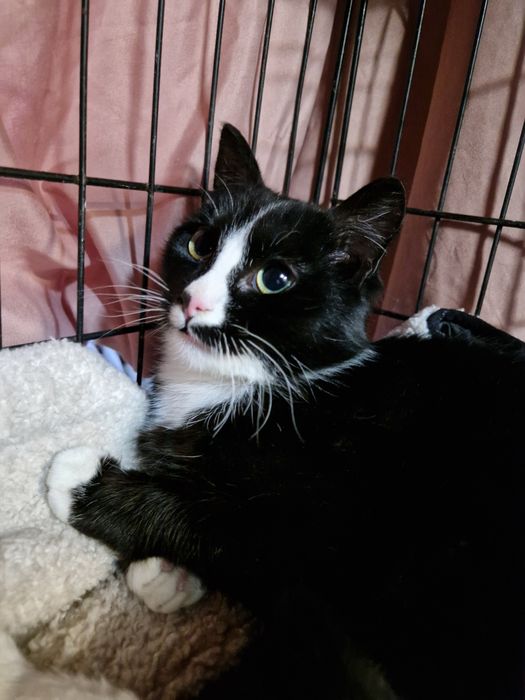 Nelu wstydliwy koteczek, zabrany z mrozu