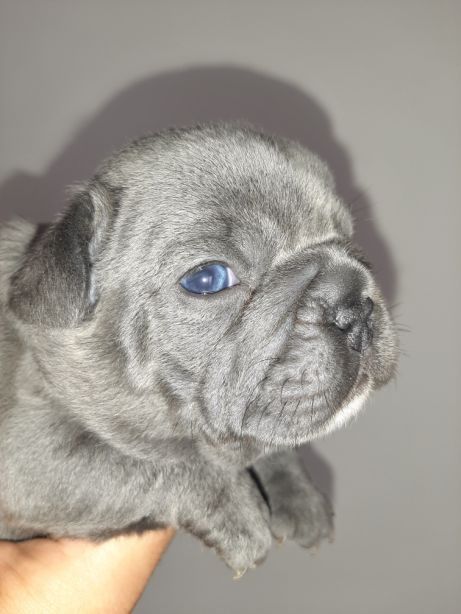 Bulldog Francês Blue Fawn