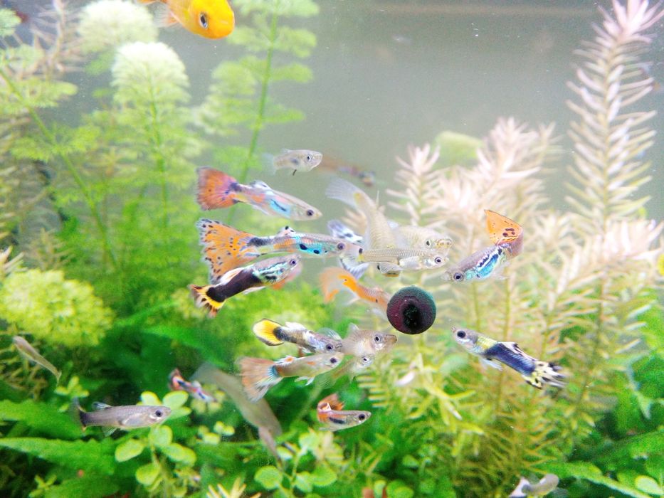 Narybek gupików ze zdjęcia gupik