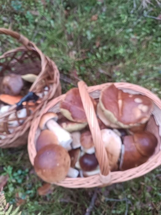 Prawdziwki  odbiór osobisty i wysyłka