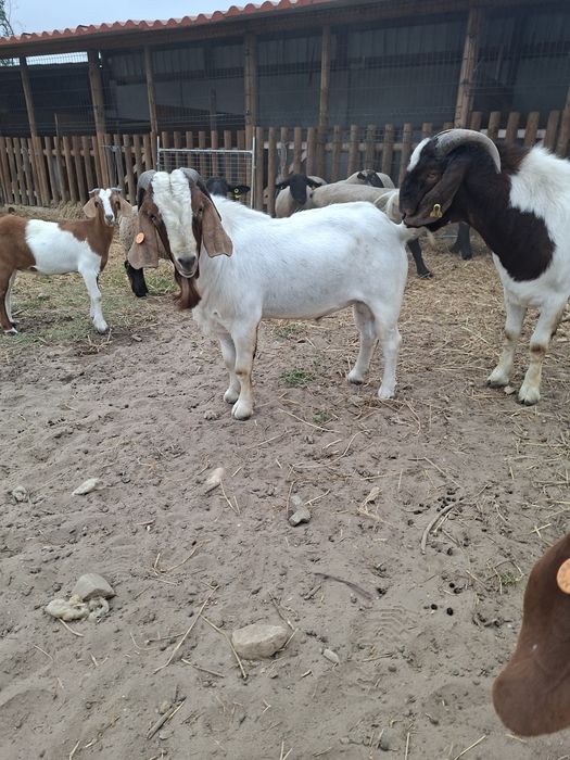Macho Boer Adulto (com pedigree)