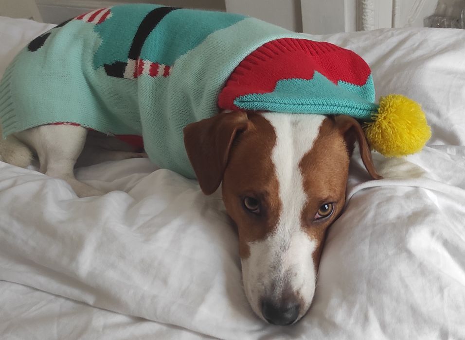 Джек Рассел, в'язка