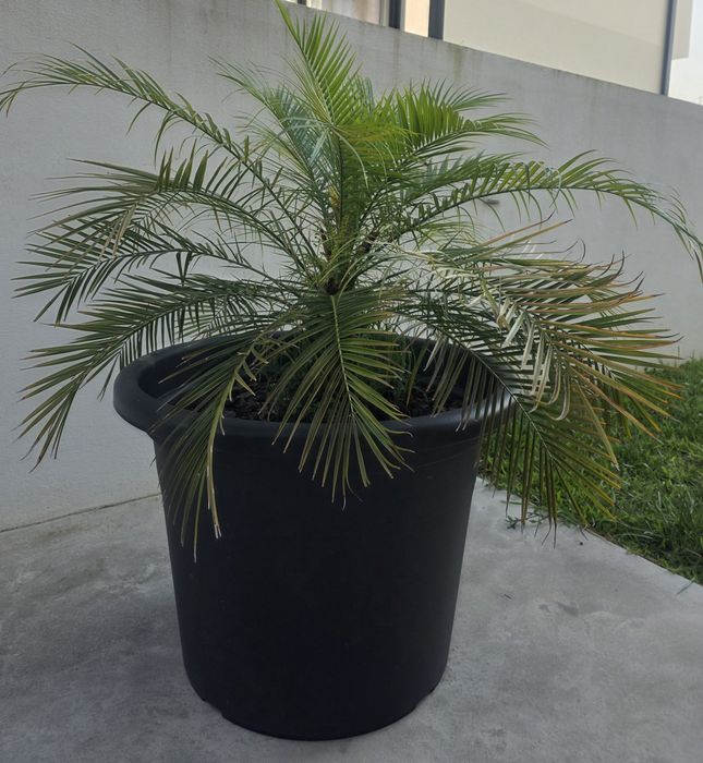 Palmeira Fénix-Anã (Phoenix roebelenii) + Vaso Moderno Preto 250 L | Grande Porte | Terraço/Jardim