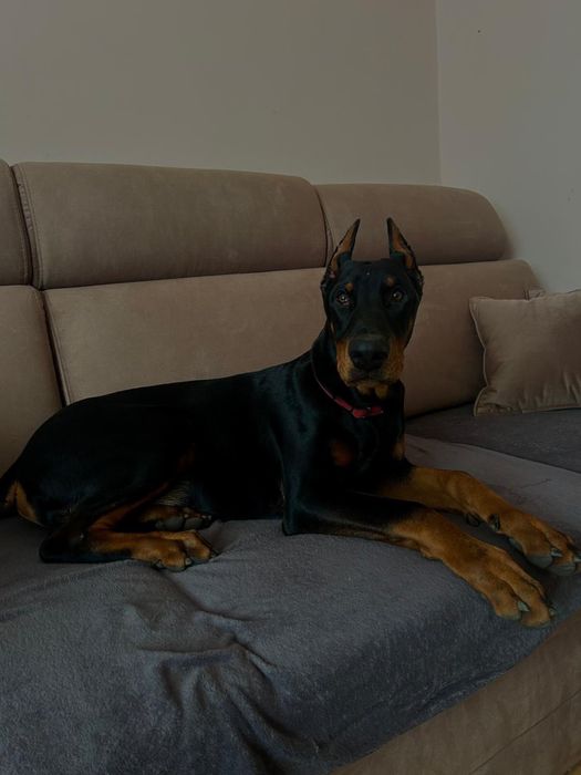 Doberman szczeniak