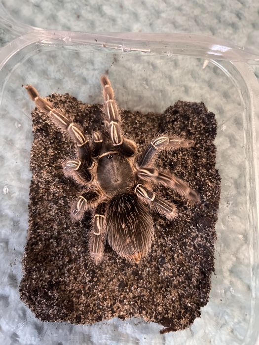 Ptaszniki skakuny skorpiony - różne gatunki