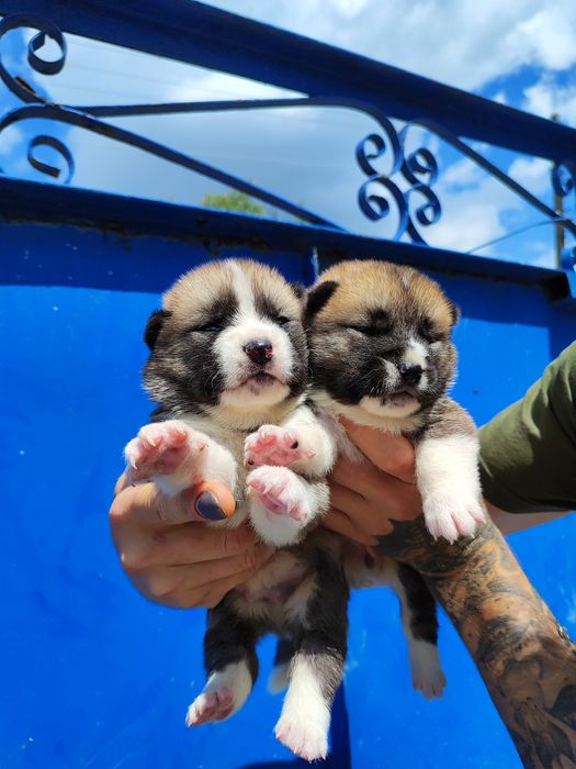 Американська акіта - продам