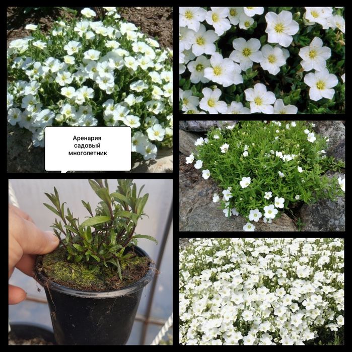 Будра плющевидная "Variegata"