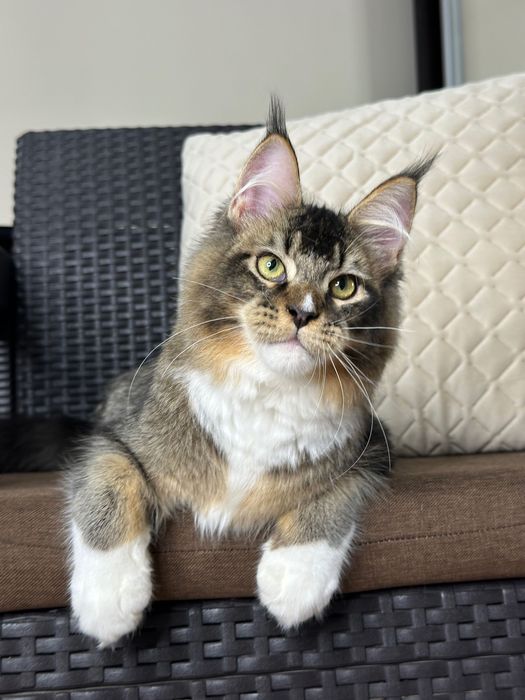 Ares-Kocurek Maine Coon