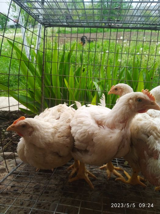 Домашні курчата Венгерський мастер