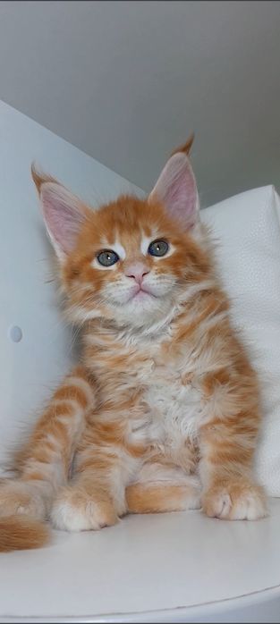 Крупный , ласковый Мальчик 
Чистокровный Мейн Кун