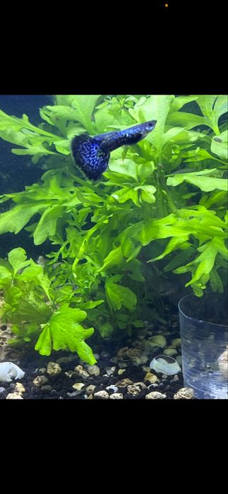 Guppys blue metal dragon