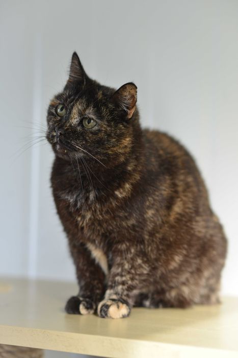 Przedstawiamy wam Rujkę!