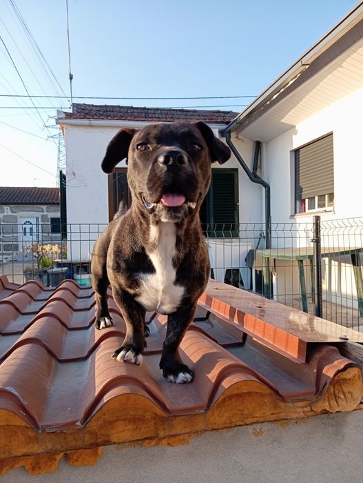 Amiga lavradora traçada com bulldog