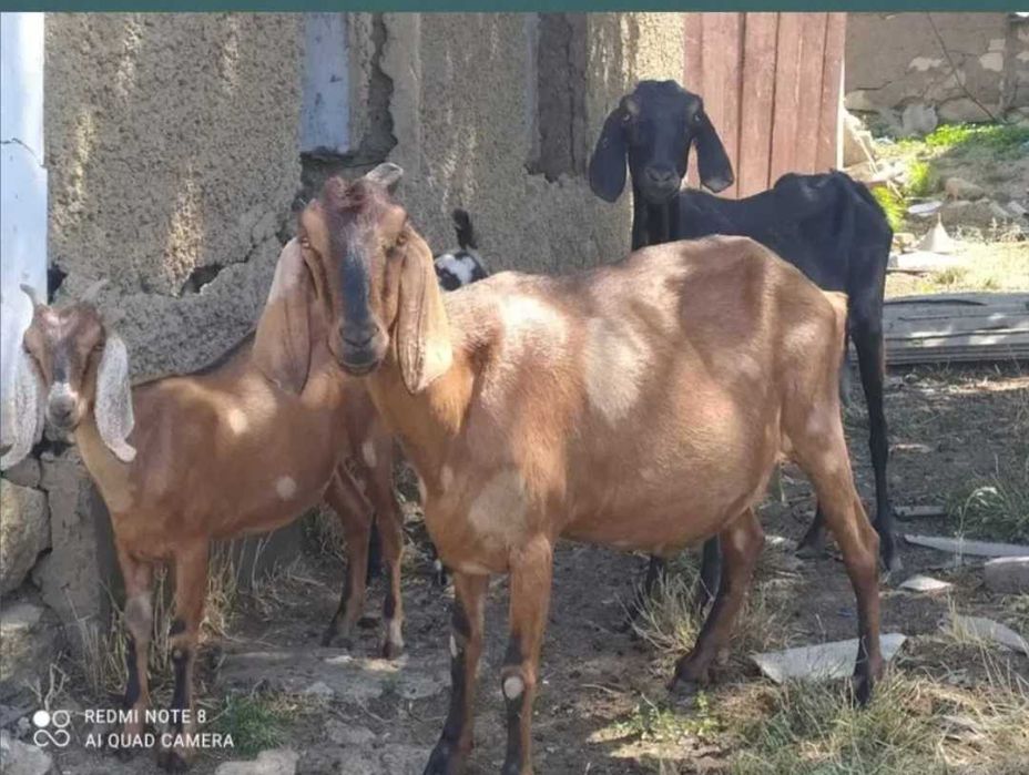 Нубійські кози різної масті
