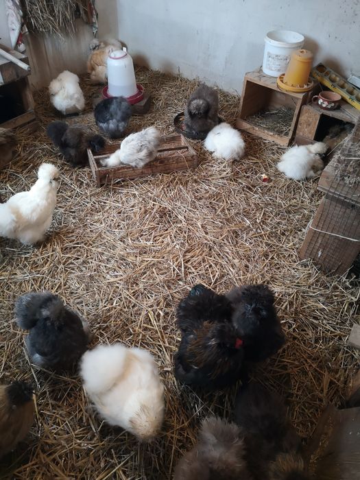 Jaja legowe Silka. Promocja