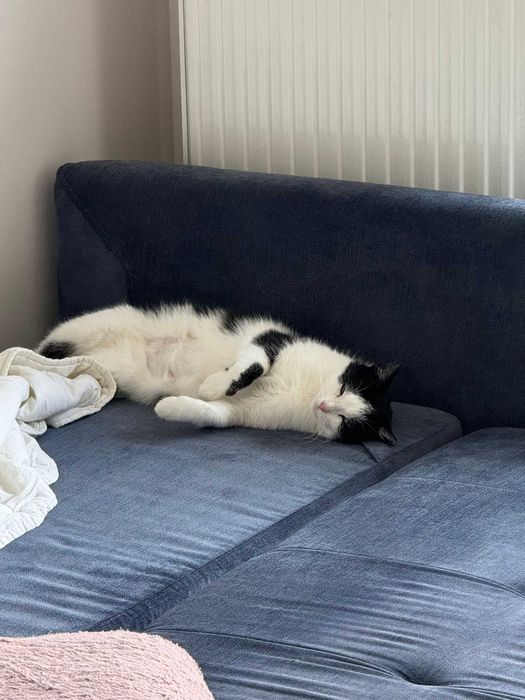 Kieszonkowa Cebulka szuka domu