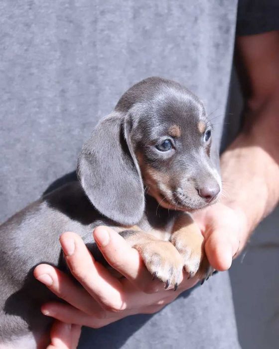 Teckel blue disponível