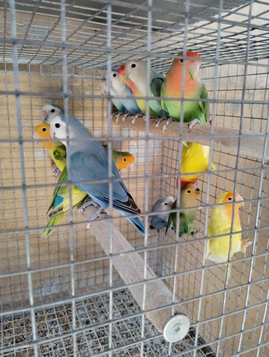 Vários Rosseicollis disponíveis Longfeather e normais