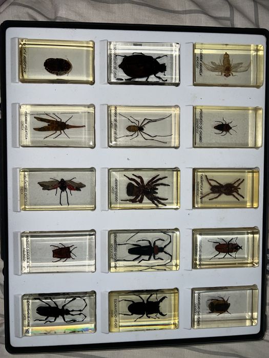 Coleção Bichos Natural History Museum