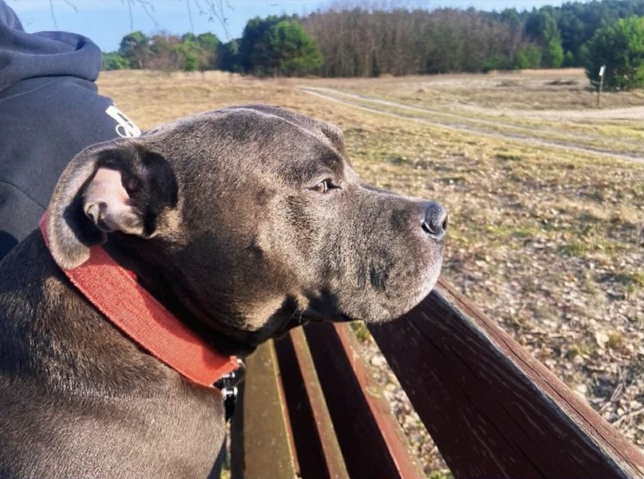 Piękny amstaff zaprasza