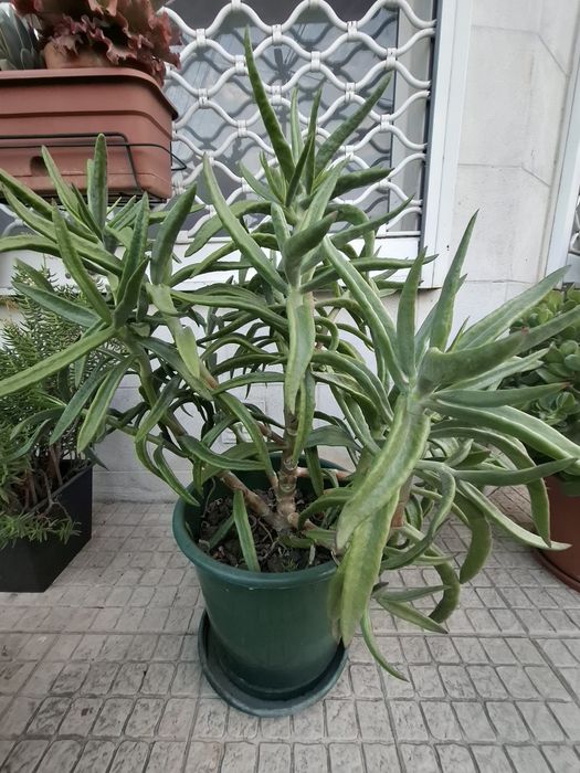 Vasos Suculentas