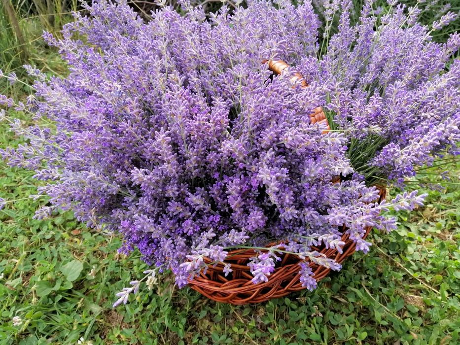 Лаванда свіжа, букет лаванди