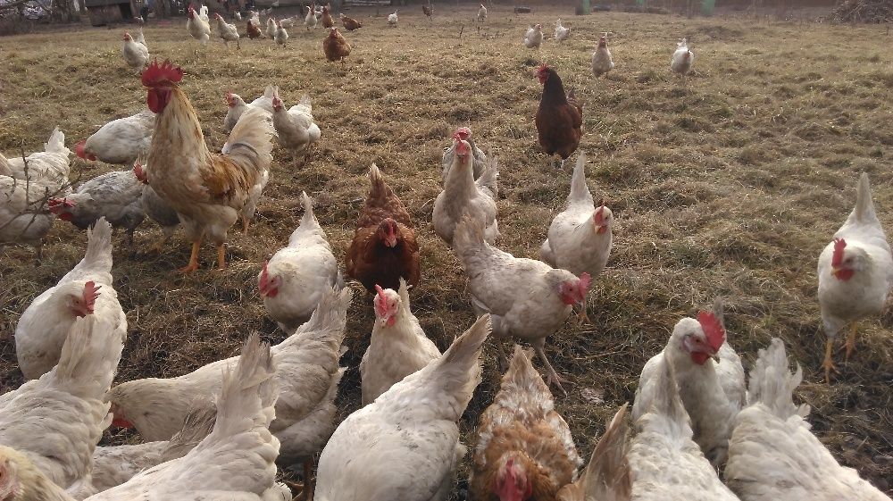 Jajka ekologiczne, z wolnego wybiegu, nioski naturalnie karmione