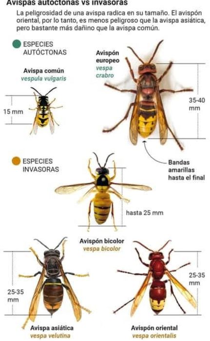 Réguas Anti Vespa velutina orientalis colmeias asiáticas