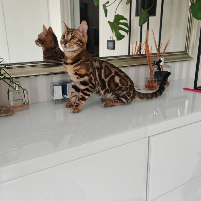 BENGAL kot bengalski DZIKIE piękno w domowym zaciszu Rodowód FPL