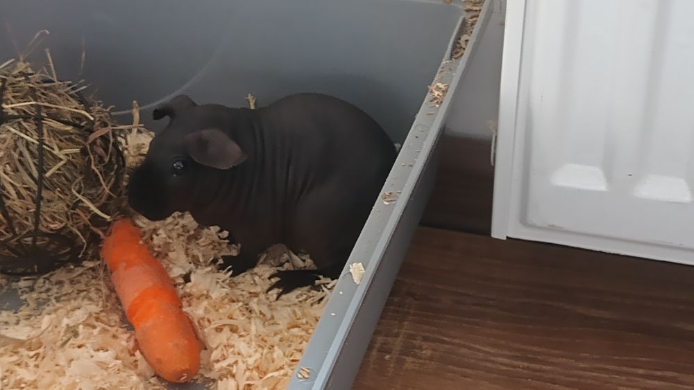 Świnka morska Skinny black